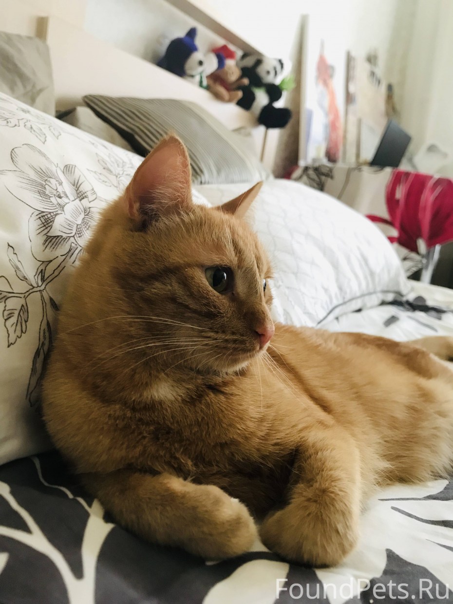 Бенгальский кот метис рыжий