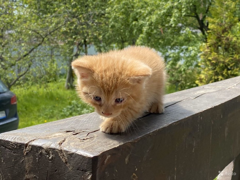 Симба рыжий котик мяу