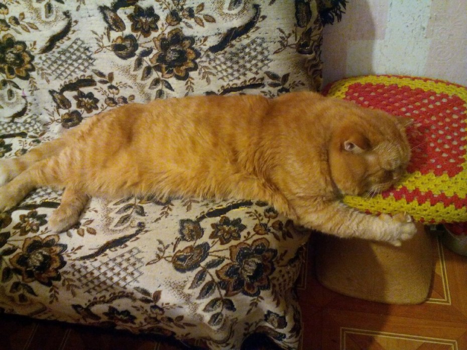 Везучий кот