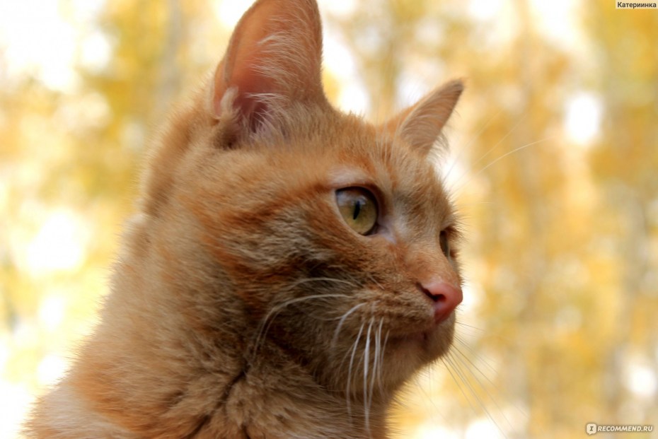 Пропал рыжий кот
