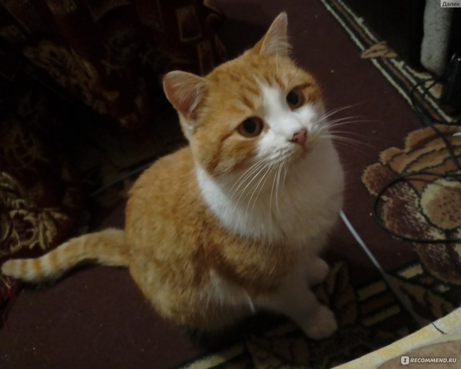 Котята рыжие Тольятти