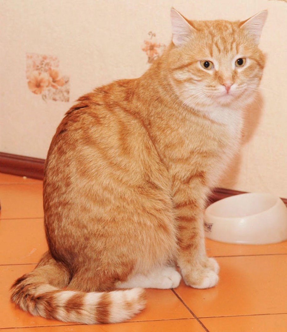 Кошка рыжуха фото