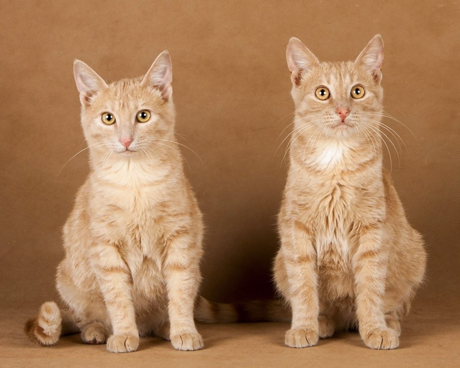 Ереванские коты