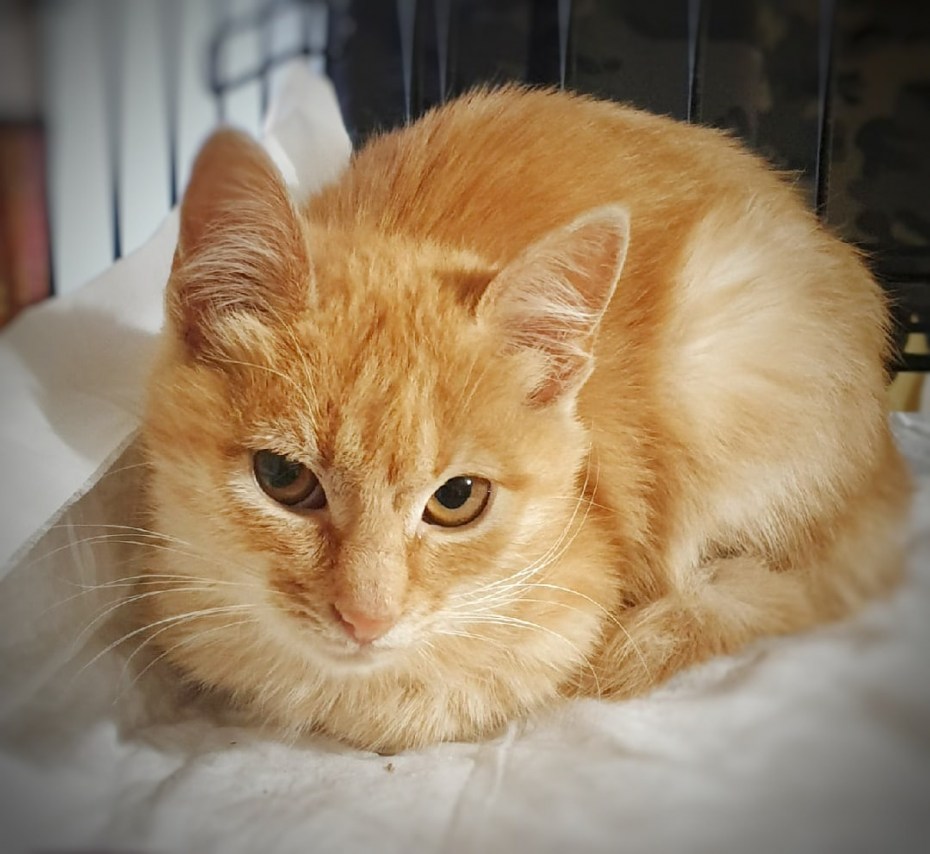 Рыжий британский кот метис