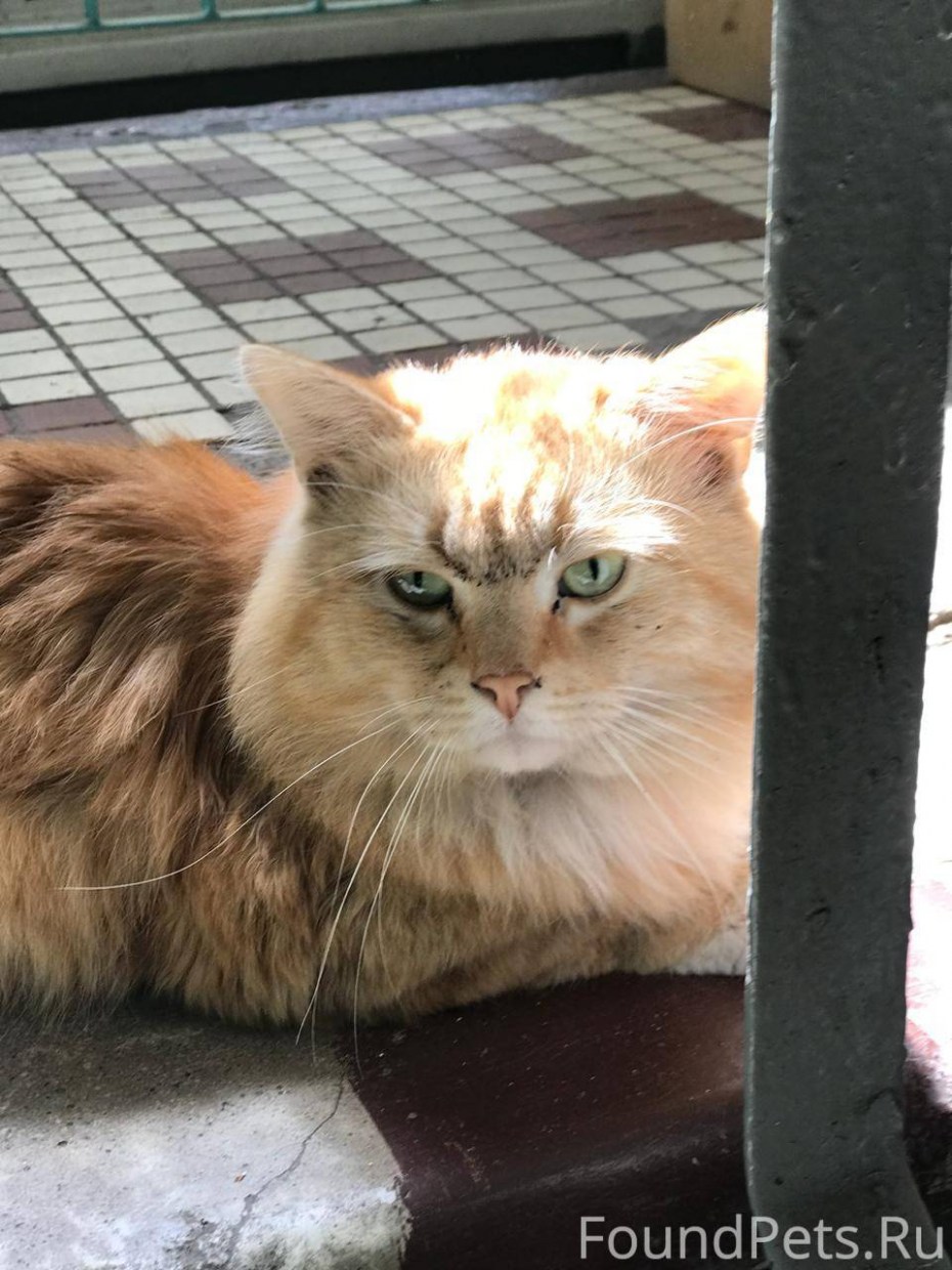 Рыжие котята на рабочий стол
