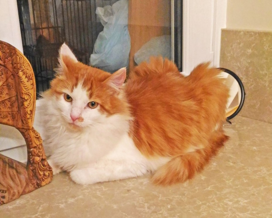 Рыжий кот примета счастья