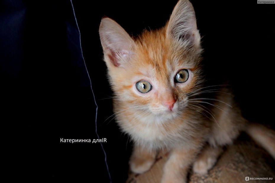 Светло-рыжий котенок, Возраст 4 месяца фото