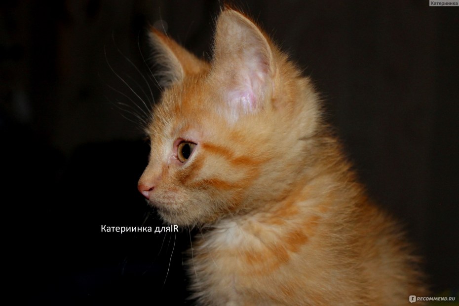 Рыже белый метис кот