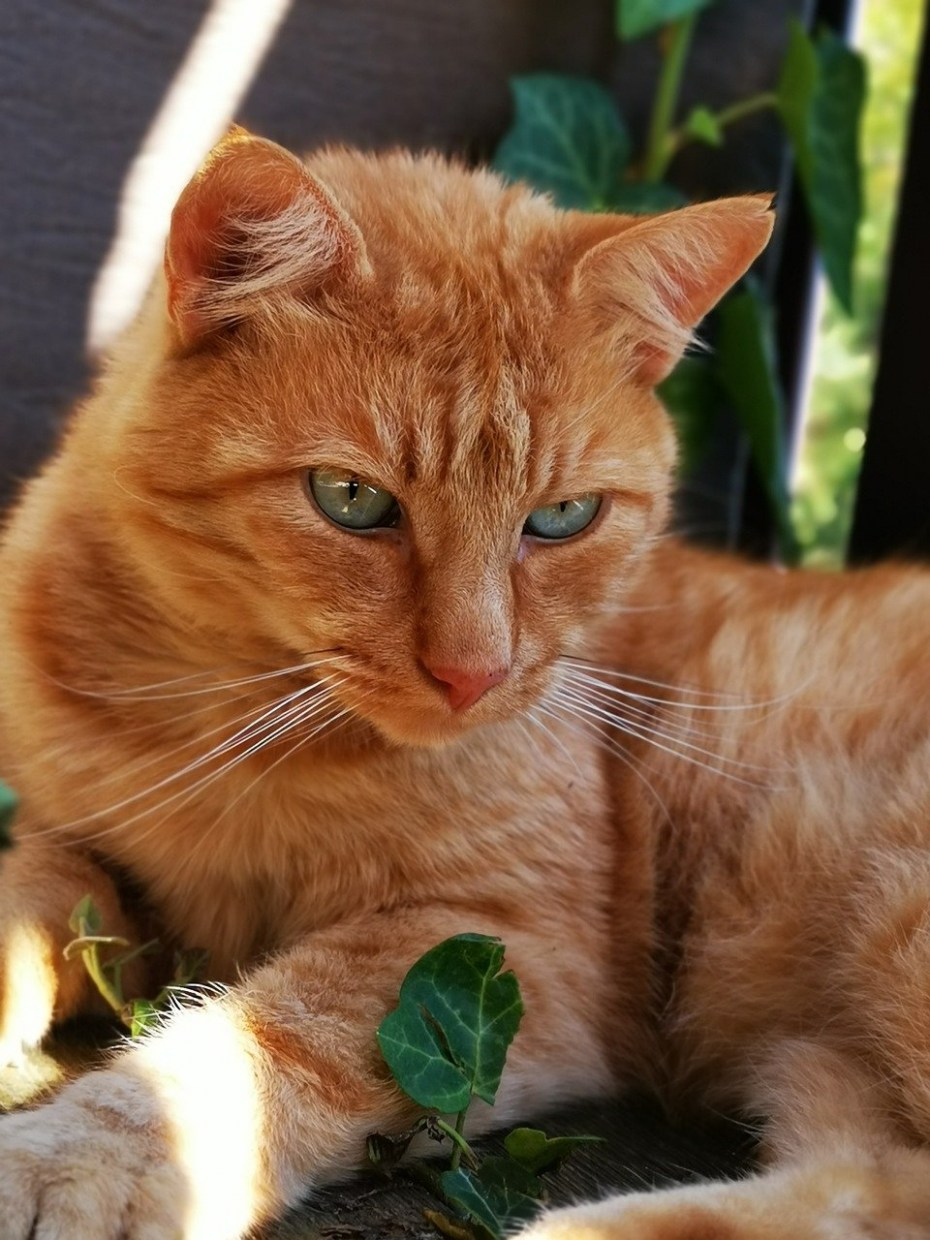 Везучий кот