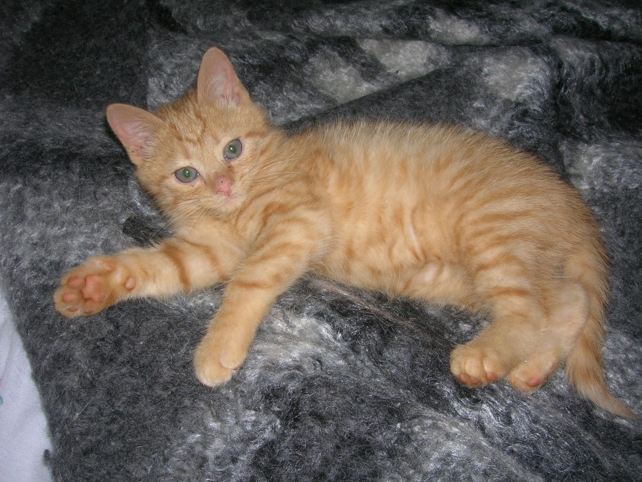 Балинезийский кот помесь