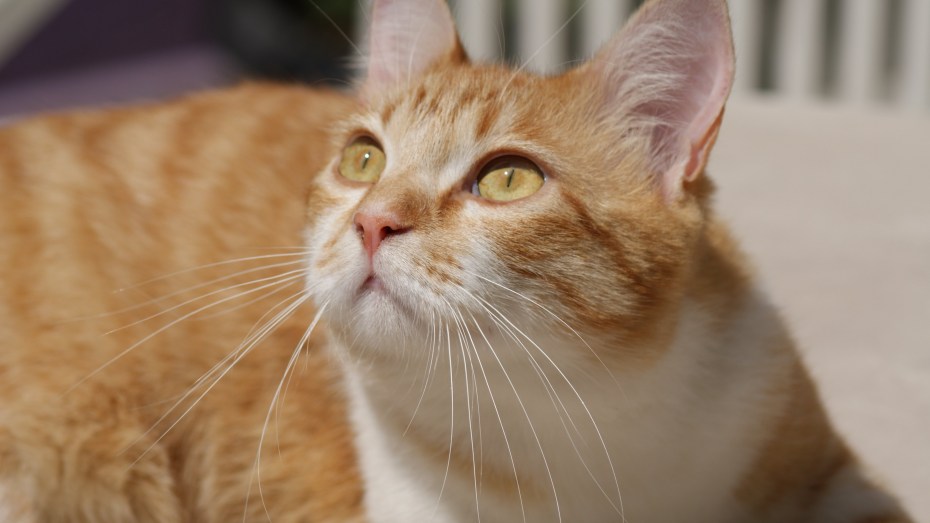 Котенок Рыжик