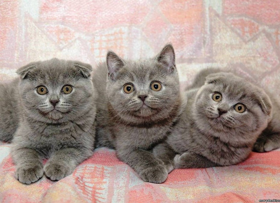 Шотландская вислоухая кошка котенок