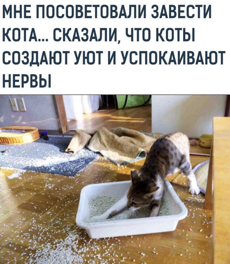Заведите кота