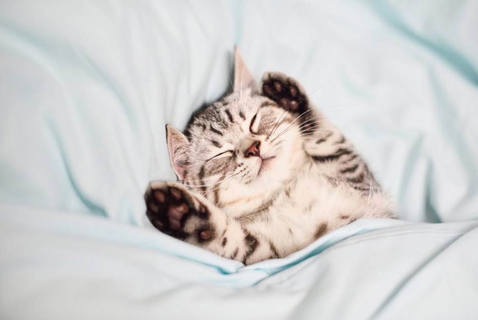 Успокаивающий кот