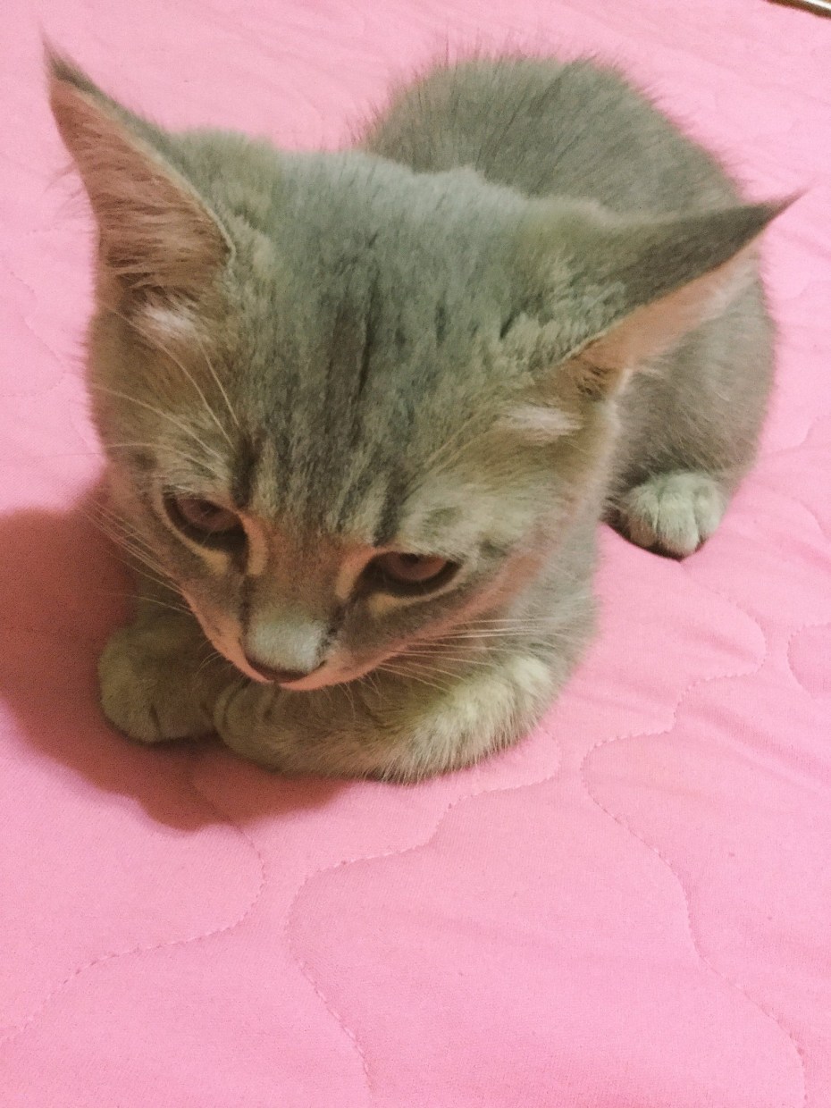 Успокаивающие котики