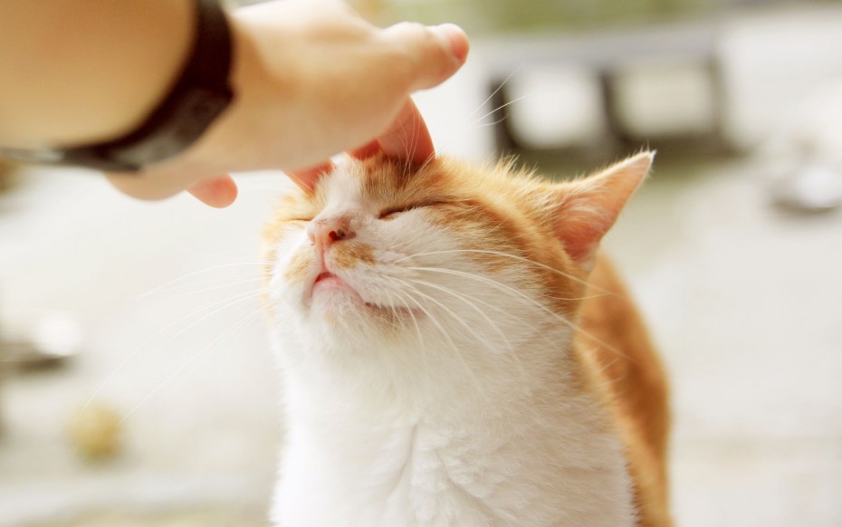 Красивые коты обнимаются