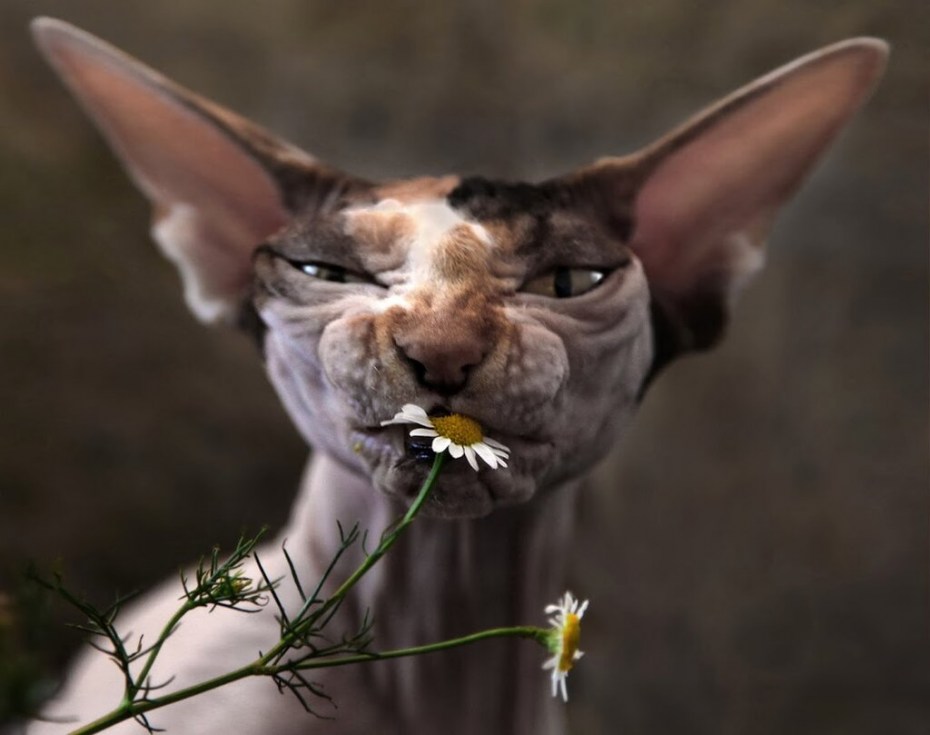 Коты и цыплята
