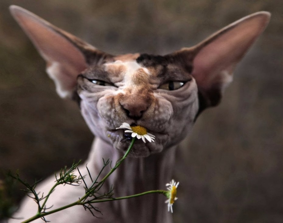 Котики обнимаются