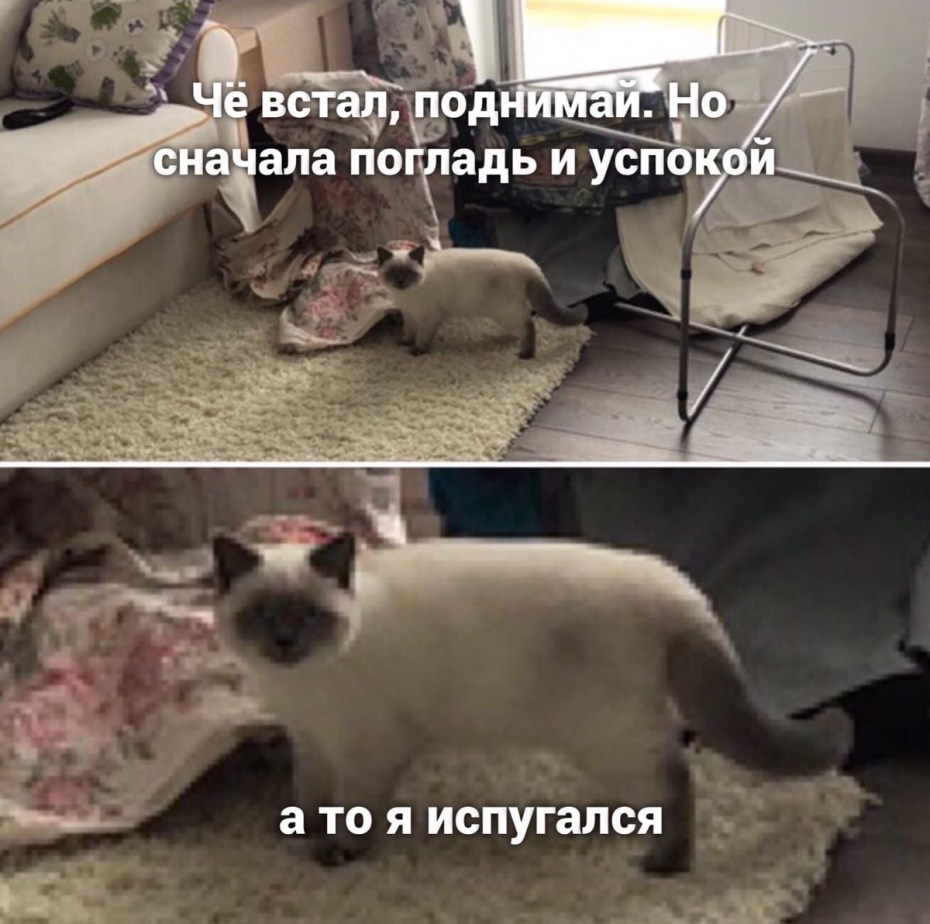 Коты создают уют говорили они