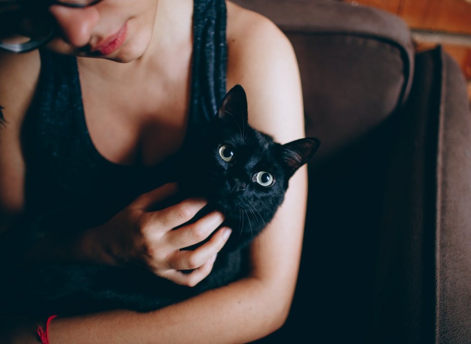 Кот психанул