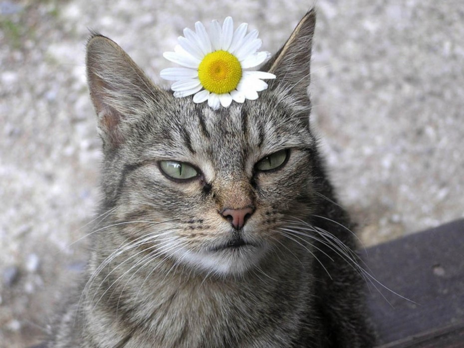 Кошки успокаивают