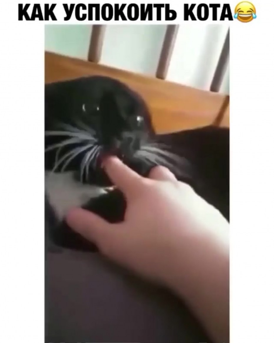Кошки любовь