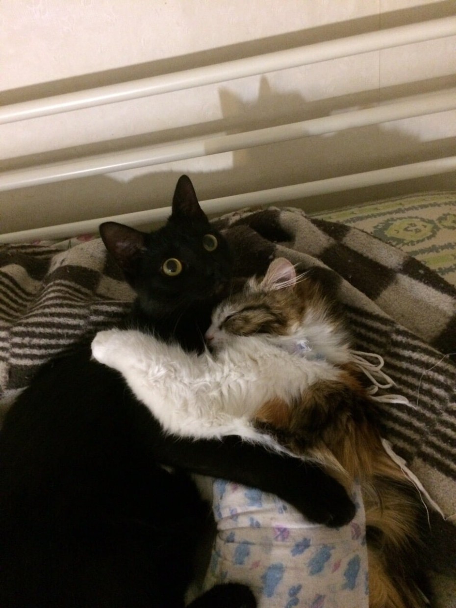 Котик imagesize:500x400