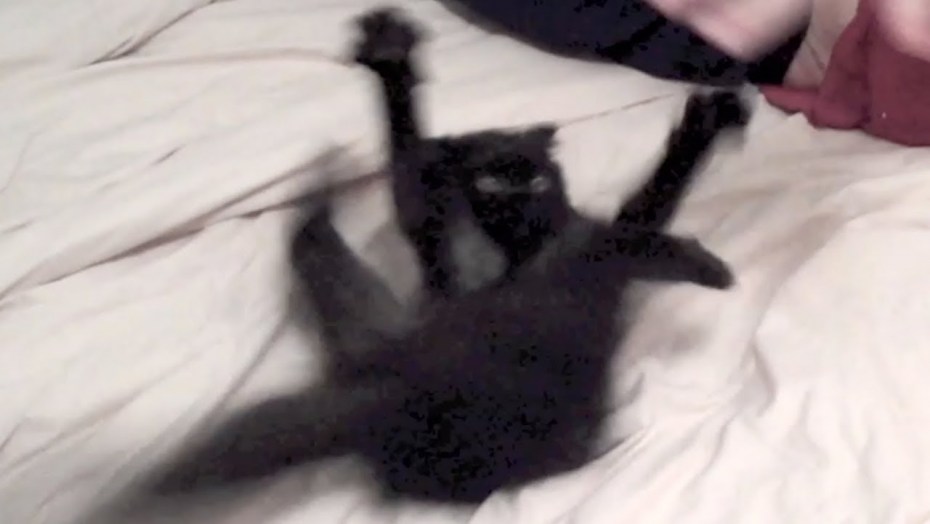 Кошка зовет котят