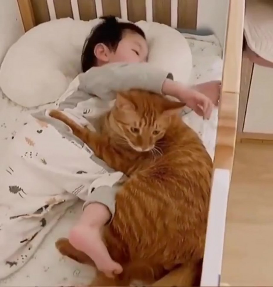 Кошки успокаивают