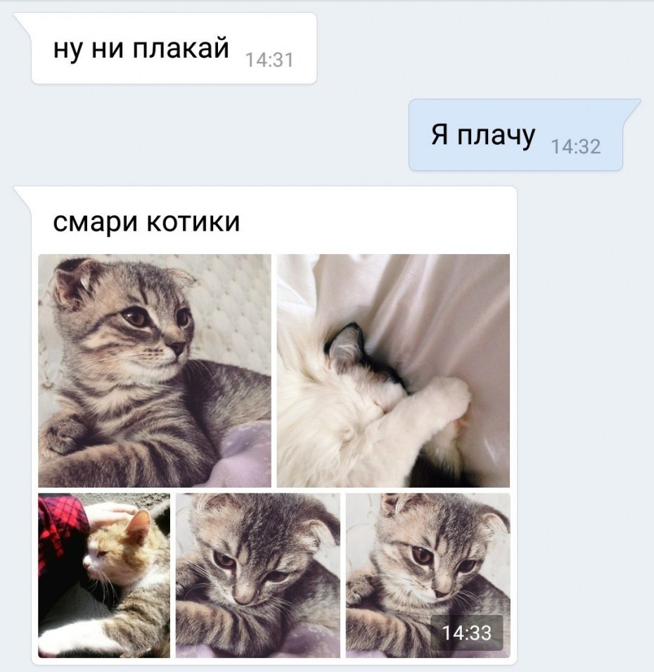 Кот успокаивает кота Мем