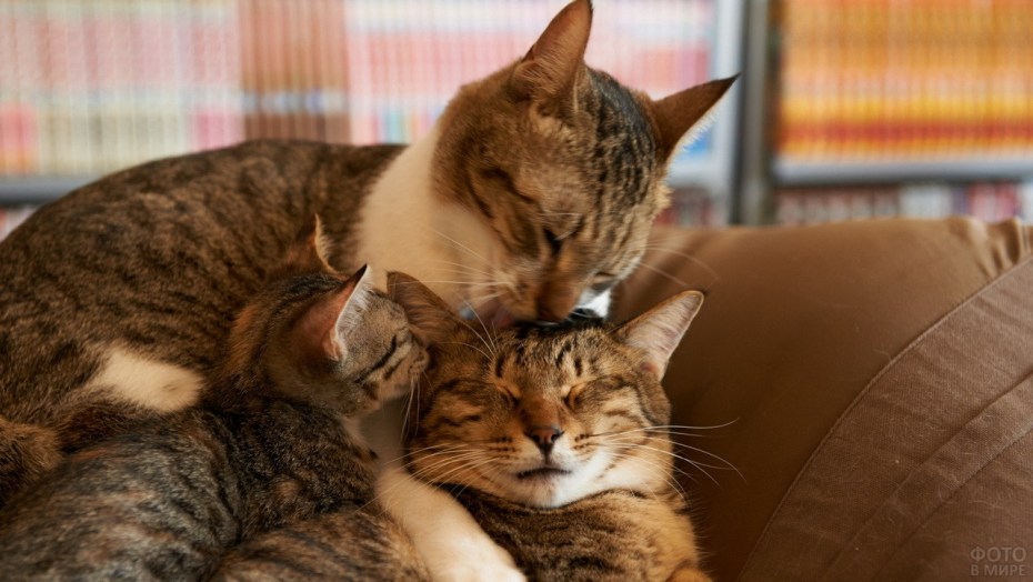 Кот успокаивает