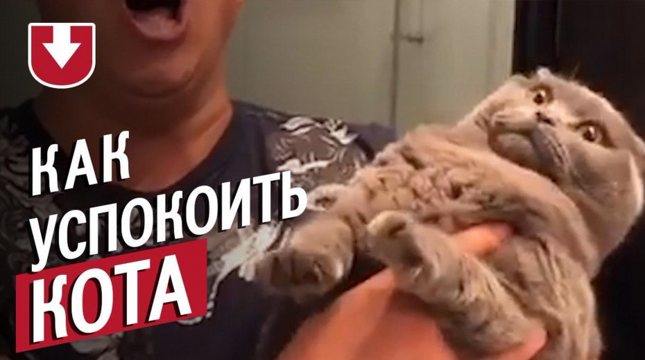 Коты и растения