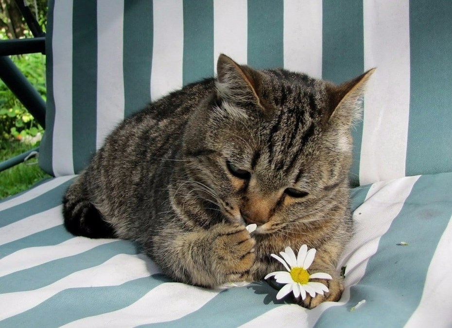 Любимые кошки