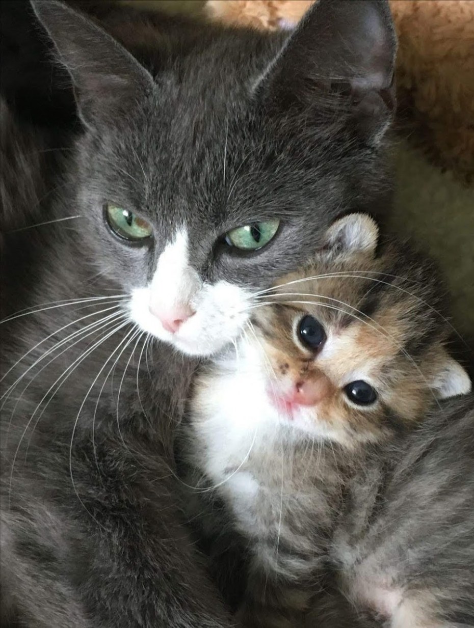 Ребенок в обнимку с котом