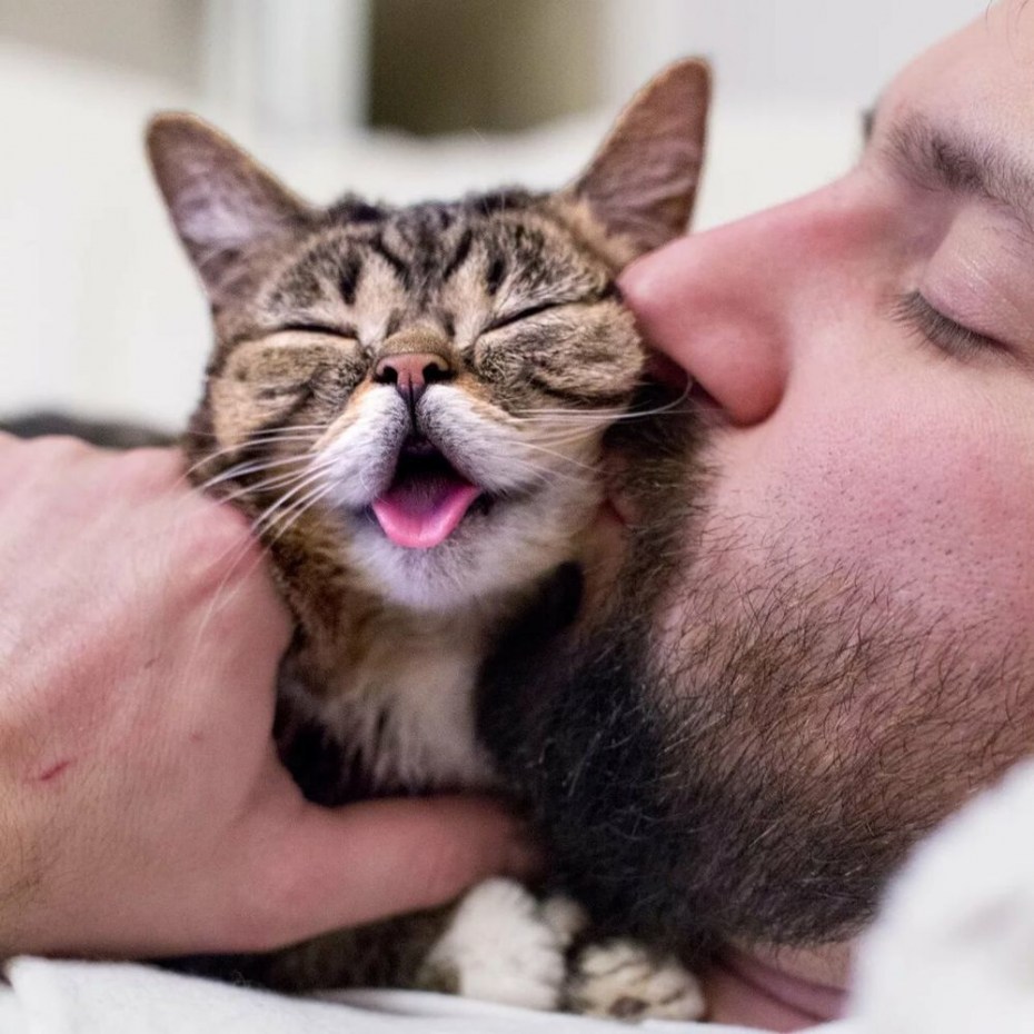 Котики клубком около камина