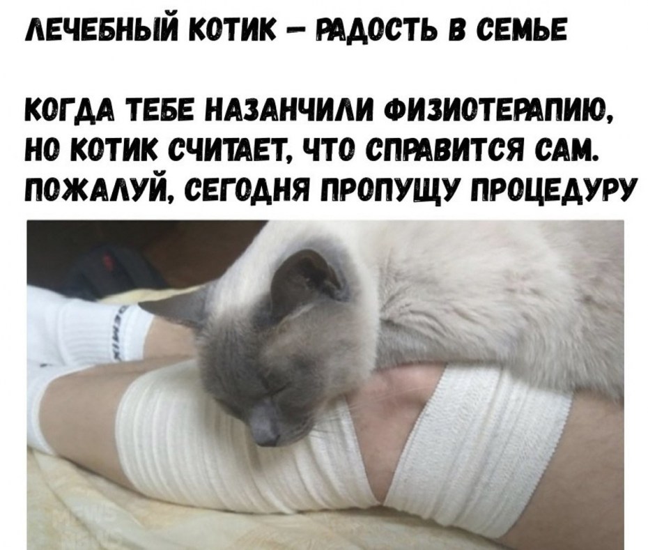 Кошка мурлычет