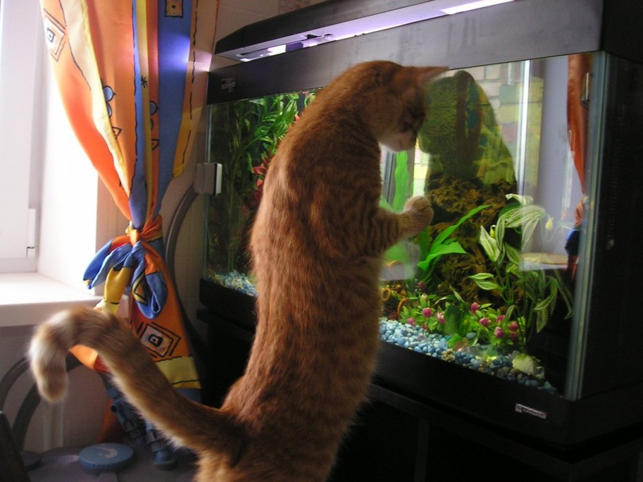 Кот утешает