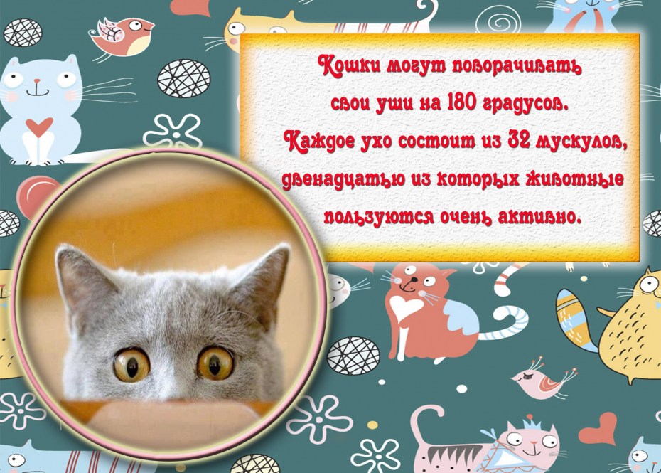 Интересные факты о котиках