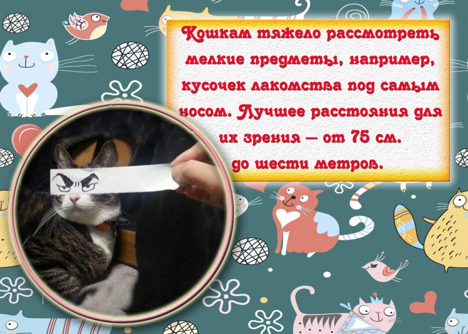 Интересные факты о кошках