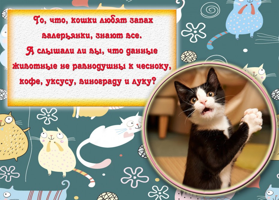 Интересные кошки
