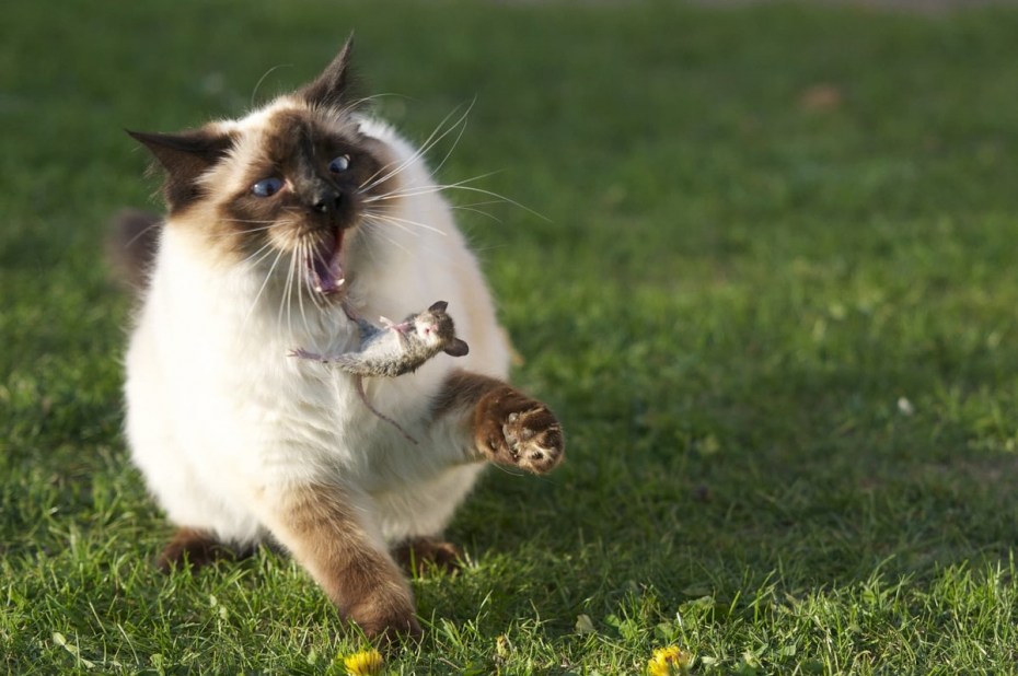 Прикольные коты