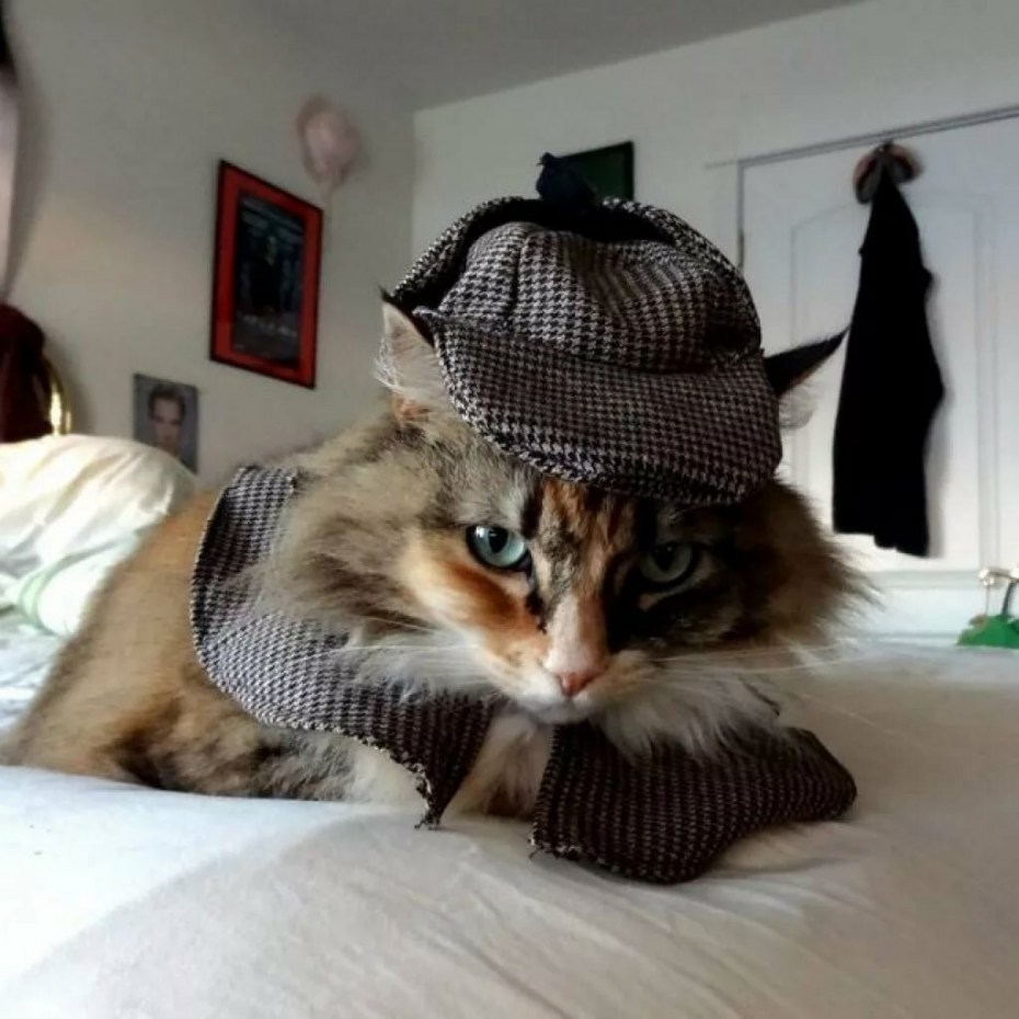 Сумасшедшие кошки