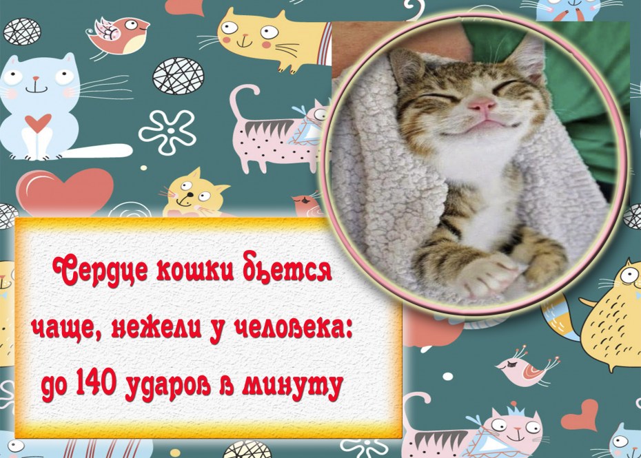 Кот и аквариум