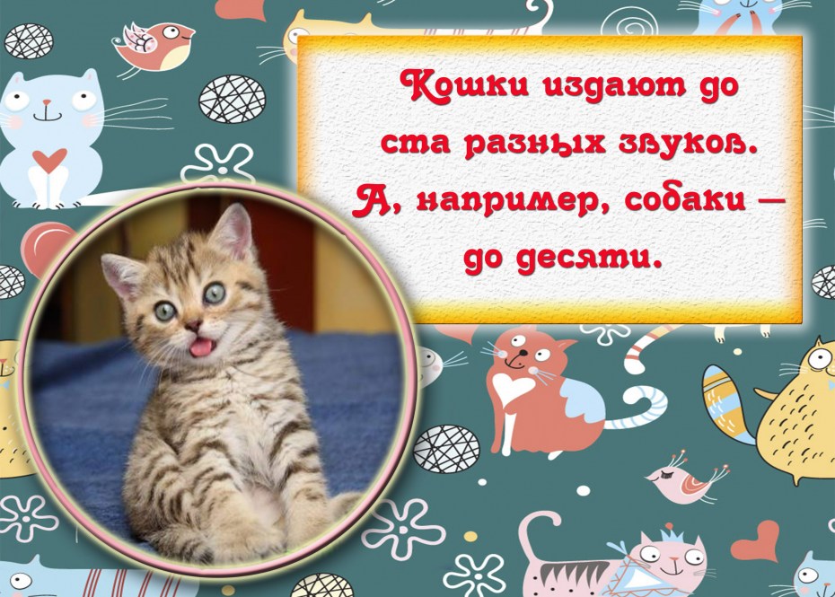 Интересные факты о котах