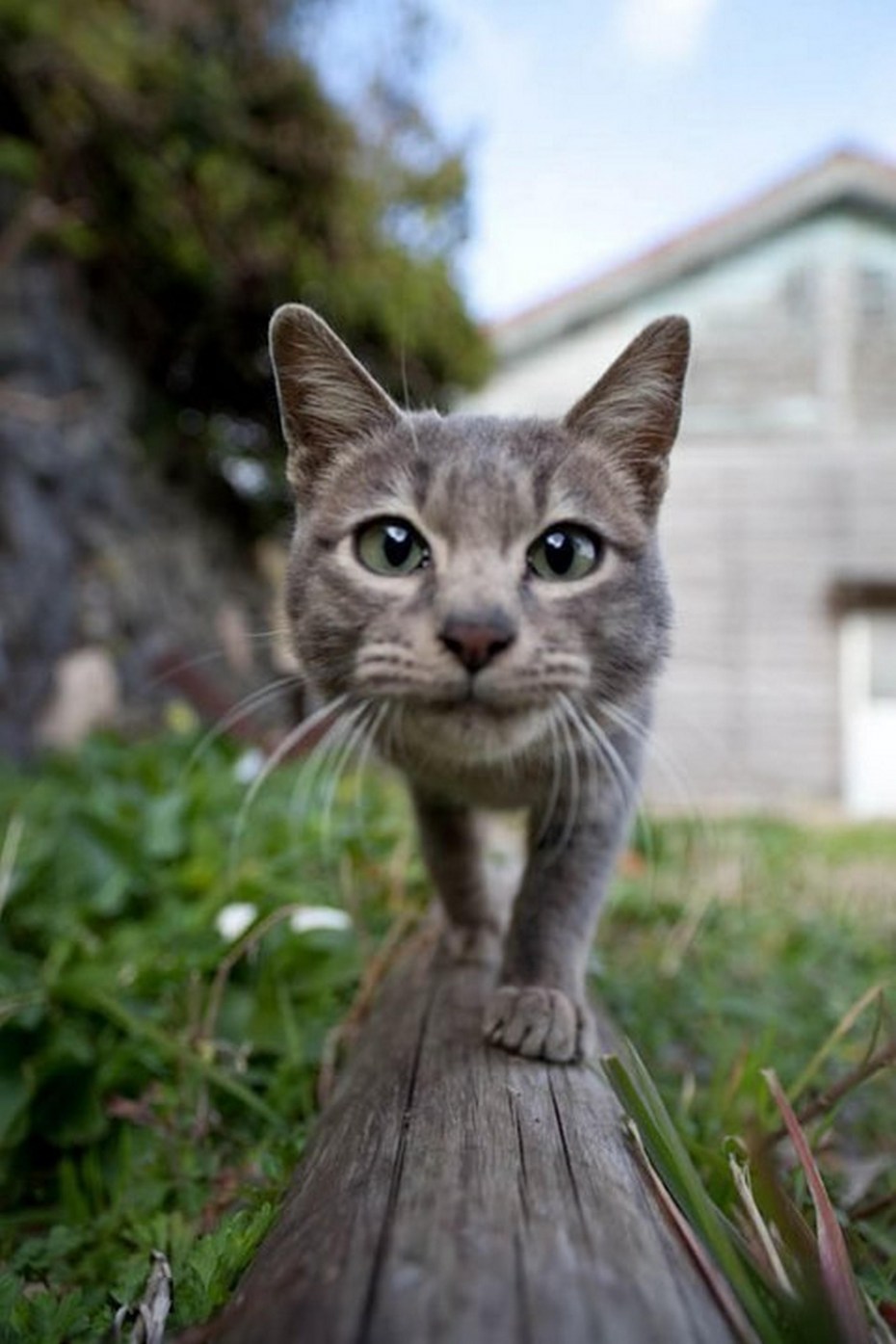 Удивительный кот