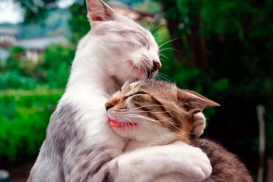 Смешные котики