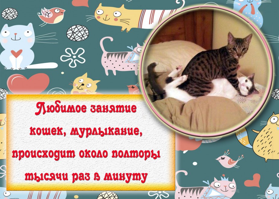 Интересные факты о котах