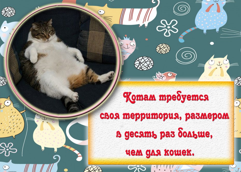 Фотограф кошек Уолтер Чандоха