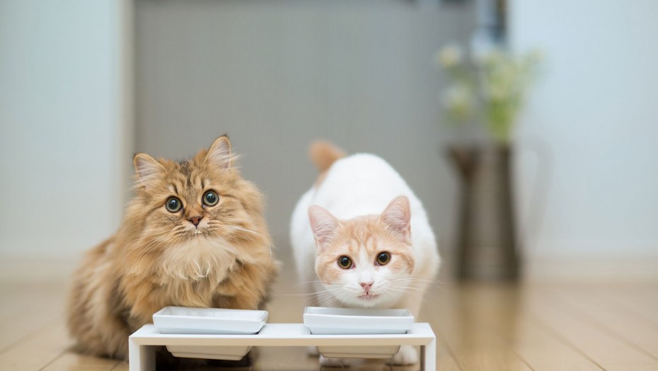 Любопытный котенок