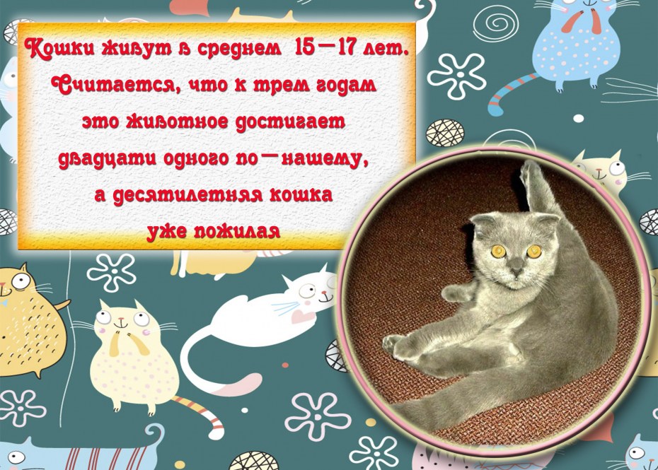 Интересные факты о кошках
